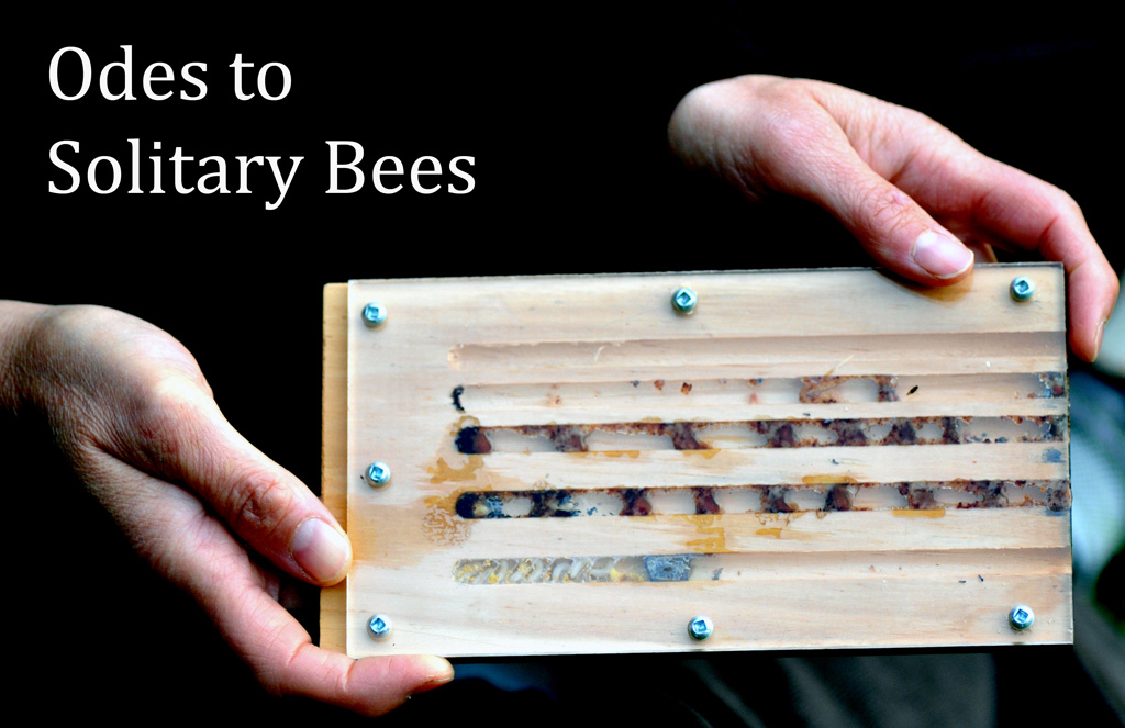 Odes to Solitary Bees hands 1024